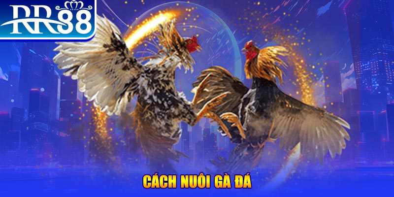 j88vip Ws168 Đá Gà